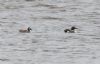 Anas sp. at Bowers Marsh (RSPB) (Jeff Delve) (58219 bytes) Anas sp. at Bowers Marsh (RSPB) (Jeff Delve) (58219 bytes)
