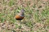 Dotterel at Wallasea Island (RSPB) (Mike Bailey) (128803 bytes)