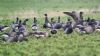 Black Brant at South Fambridge (Paul Baker) (50111 bytes)