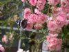 Red Admiral at Highlands Boulevard, Leigh (Paul Griggs) (87250 bytes) Red Admiral at Highlands Boulevard, Leigh (Paul Griggs) (87250 bytes)