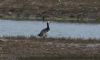 Barnacle Goose at Wallasea Island (RSPB) (Jeff Delve) (56498 bytes) Barnacle Goose at Wallasea Island (RSPB) (Jeff Delve) (56498 bytes)