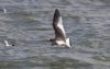 Sabine's Gull at Canvey Point (Jeff Delve) (57951 bytes)