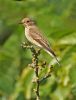 Spotted Flycatcher at Gunners Park (Steve Arlow) (143296 bytes)