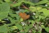 Silver-washed Fritillary at Belfairs N.R. (Matt Bruty) (76501 bytes)