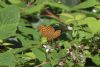 Silver-washed Fritillary at Belfairs N.R. (Matt Bruty) (76501 bytes)