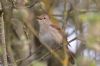 Nightingale at Canvey Wick (Jeff Delve) (44004 bytes)