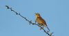 Song Thrush at Doggetts Pits (Steve Arlow) (19779 bytes)