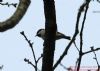 Coal Tit at Hockley Woods (Richard Howard) (95473 bytes)