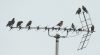 Rose-coloured Starling at Rayleigh (Steve Arlow) (27889 bytes) Rose-coloured Starling at Rayleigh (Steve Arlow) (27889 bytes)