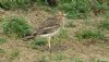 Stone Curlew at Lower Raypits (Steve Arlow) (95081 bytes) Stone Curlew at Lower Raypits (Steve Arlow) (95081 bytes)