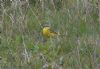 Blue-headed Wagtail at Wallasea Island (RSPB) (Jeff Delve) (115610 bytes) Blue-headed Wagtail at Wallasea Island (RSPB) (Jeff Delve) (115610 bytes)