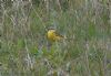 Blue-headed Wagtail at Wallasea Island (RSPB) (Jeff Delve) (115610 bytes)