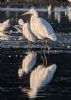 Great White Egret at Vange Marsh (RSPB) (Tim Bourne) (81457 bytes)