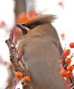 Waxwing at Shoebury (Graham Oakes) (88100 bytes)