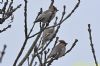 Waxwing at Rayleigh (Richard Howard) (60821 bytes)