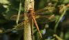 Brown Hawker at Doggetts Pits (Steve Arlow) (62252 bytes)