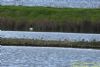 Greenshank at Vange Marsh (RSPB) (Richard Howard) (92982 bytes)