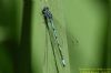 Azure Damselfly at Thundersley Glen (Richard Howard) (50893 bytes)