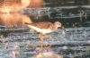 Lesser Yellowlegs at Vange Marsh (RSPB) (Tim Bourne) (63416 bytes)