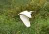 Great White Egret at Bowers Marsh (RSPB) (Graham Oakes) (79473 bytes) Great White Egret at Bowers Marsh (RSPB) (Graham Oakes) (79473 bytes)