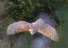 Barn Owl at Two Tree Island (East) (Tim Bourne) (44335 bytes)