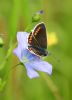 Brown Argus at Bowers Marsh (RSPB) (Graham Oakes) (42535 bytes)