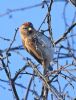 Lesser Redpoll at Canvey Wick (Graham Oakes) (77736 bytes) Lesser Redpoll at Canvey Wick (Graham Oakes) (77736 bytes)