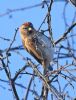 Lesser Redpoll at Canvey Wick (Graham Oakes) (77736 bytes)