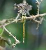 Southern Migrant Hawker at Bowers Marsh (RSPB) (Graham Oakes) (63844 bytes)