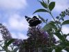 Red Admiral at Highlands Boulevard, Leigh (Paul Griggs) (66700 bytes) Red Admiral at Highlands Boulevard, Leigh (Paul Griggs) (66700 bytes)