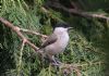 Marsh Tit at Hockley Woods (Jeff Delve) (114254 bytes)