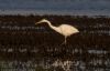 Great White Egret at Wallasea Island (RSPB) (Jeff Delve) (58964 bytes)