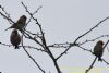 Lesser Redpoll at Canvey Wick (Richard Howard) (46310 bytes)