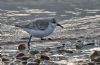 Sanderling at Chalkwell Seafront (Graham Mee) (92689 bytes)