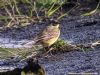 Grey-headed Wagtail at West Canvey Marsh (RSPB) (Tim Bourne) (116738 bytes)