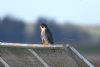 Peregrine Falcon at Wallasea Island (RSPB) (John Wright) (43158 bytes)