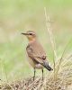 Wheatear at Bowers Marsh (RSPB) (Graham Oakes) (96038 bytes)