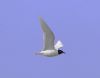 Mediterranean Gull at Gunners Park (Vince Kinsler) (21199 bytes)