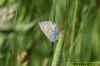 Common Blue at Benfleet Downs (Richard Howard) (50957 bytes)