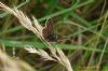 Brown Argus at Paglesham Churchend (Richard Howard) (102682 bytes)