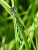 Azure Damselfly at Bowers Marsh (RSPB) (Graham Oakes) (56308 bytes) Azure Damselfly at Bowers Marsh (RSPB) (Graham Oakes) (56308 bytes)