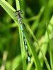 Azure Damselfly at Bowers Marsh (RSPB) (Graham Oakes) (56308 bytes)