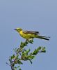 Yellow Wagtail at Bowers Marsh (RSPB) (Graham Oakes) (44623 bytes) Yellow Wagtail at Bowers Marsh (RSPB) (Graham Oakes) (44623 bytes)