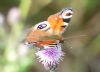 Peacock Butterfly at Bowers Marsh (RSPB) (Richard Howard) (171499 bytes) Peacock Butterfly at Bowers Marsh (RSPB) (Richard Howard) (171499 bytes)