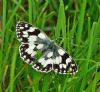 Marbled White at Canvey Way (Graham Oakes) (100564 bytes) Marbled White at Canvey Way (Graham Oakes) (100564 bytes)