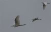 Great White Egret at Wallasea Island (RSPB) (Jeff Delve) (14263 bytes) Great White Egret at Wallasea Island (RSPB) (Jeff Delve) (14263 bytes)