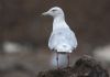 Glaucous Gull at Private site with no public access (Steve Arlow) (65844 bytes) Glaucous Gull at Private site with no public access (Steve Arlow) (65844 bytes)