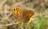 Wall Brown at Wakering Stairs (Steve Arlow) (179104 bytes)