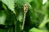 Southern Hawker at Pound Wood (Richard Howard) (100100 bytes)