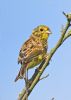 Yellowhammer at Bowers Marsh (RSPB) (Graham Oakes) (62870 bytes)